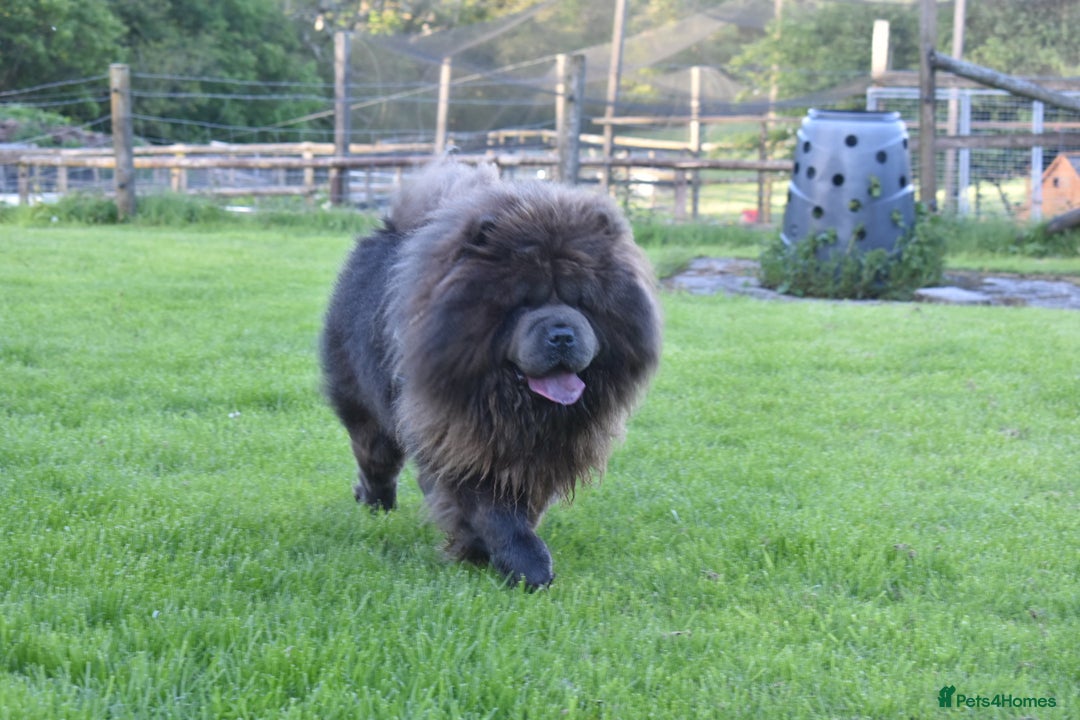 Chow Chow dogs for stud: Loki Blue Chow Chow for stud  in Ammanford - Advert 7