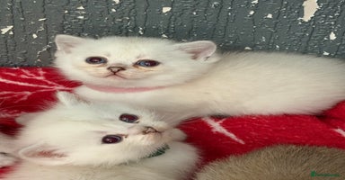 British Shorthair cats - Advert 9