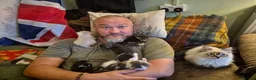 Mixed Breed cats for sale: Rare opportunity to have loving bottle fed Kittens in Melton Constable - Advert 14