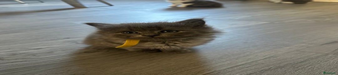 full grey male