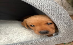 Labrador Retriever dogs for sale: Stunning Fox Red Labrador puppies  - Image 26