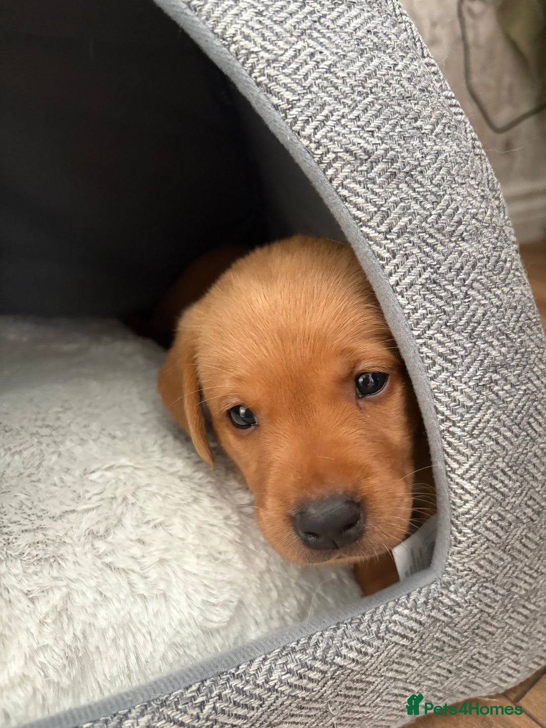 Labrador Retriever dogs for sale: Stunning Fox Red Labrador puppies  - Image 26