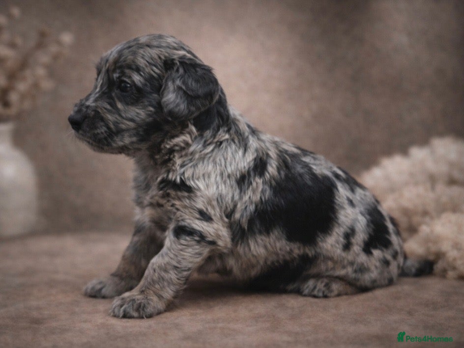 Goldendoodle dogs Beautiful miniature F1 Goldendoodle - Advert 1