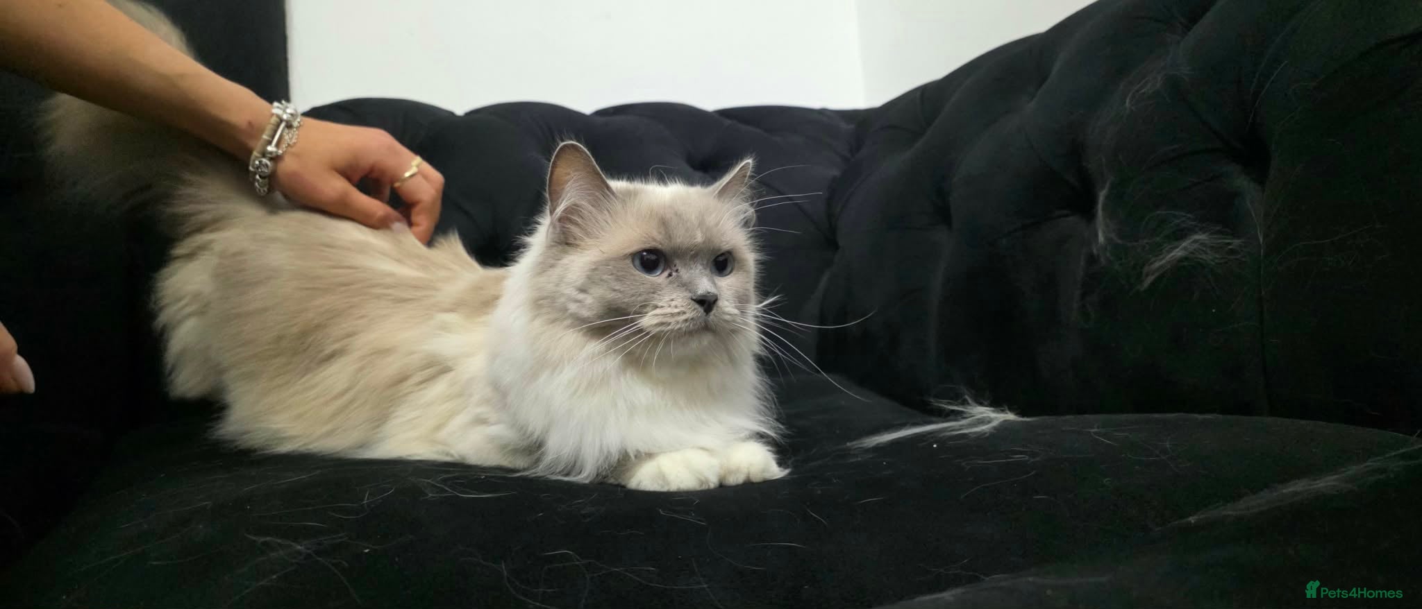 Ragdoll cats 😻 Beautiful TICA Registered Pedigree Kittens ! 🩵 - Advert 1