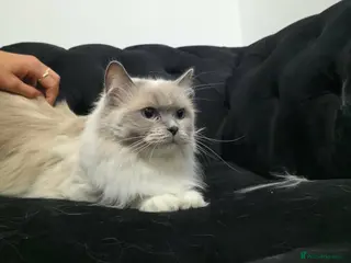 Ragdoll cats 😻 Beautiful TICA Registered Pedigree Kittens ! 🩵 - Advert 2