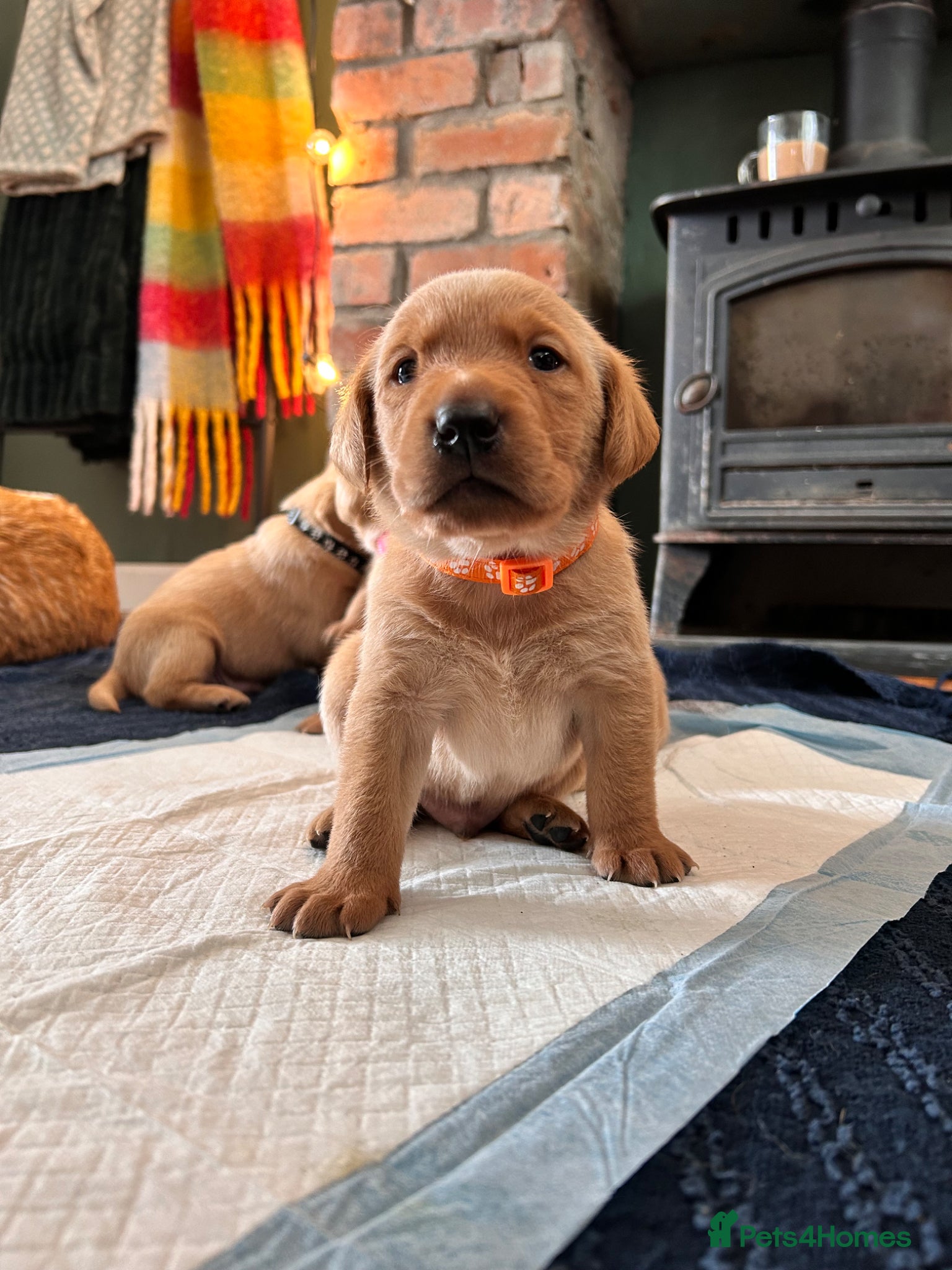 Labrador Retriever Puppy 4