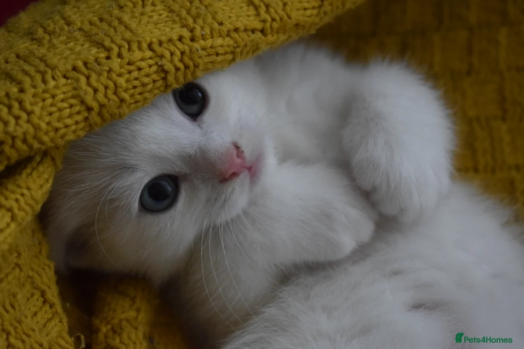 Mixed Breed cats for sale: Rare Odd Eye Mixed Breed Kitten for sale - Advert 10