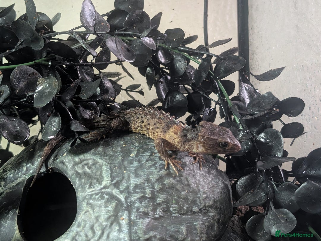 Skink reptiles for sale: White eye crocodile skink  - Advert 3