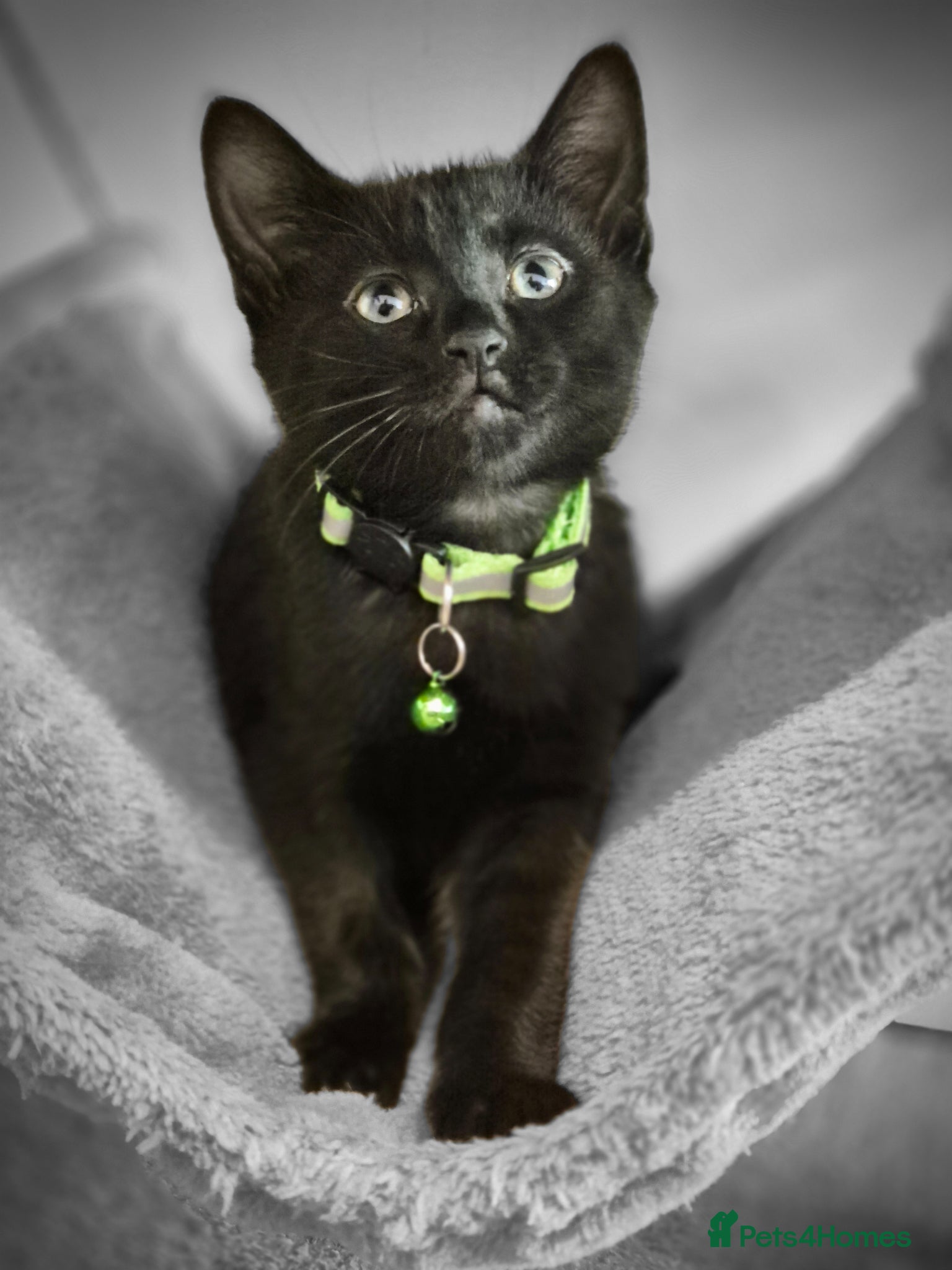 Mixed Breed cats Little boy - Advert 5