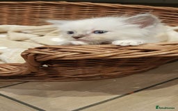Siberian cats for sale: Hypoallergenic Siberian Neva Masquerade kittens. - Image 17