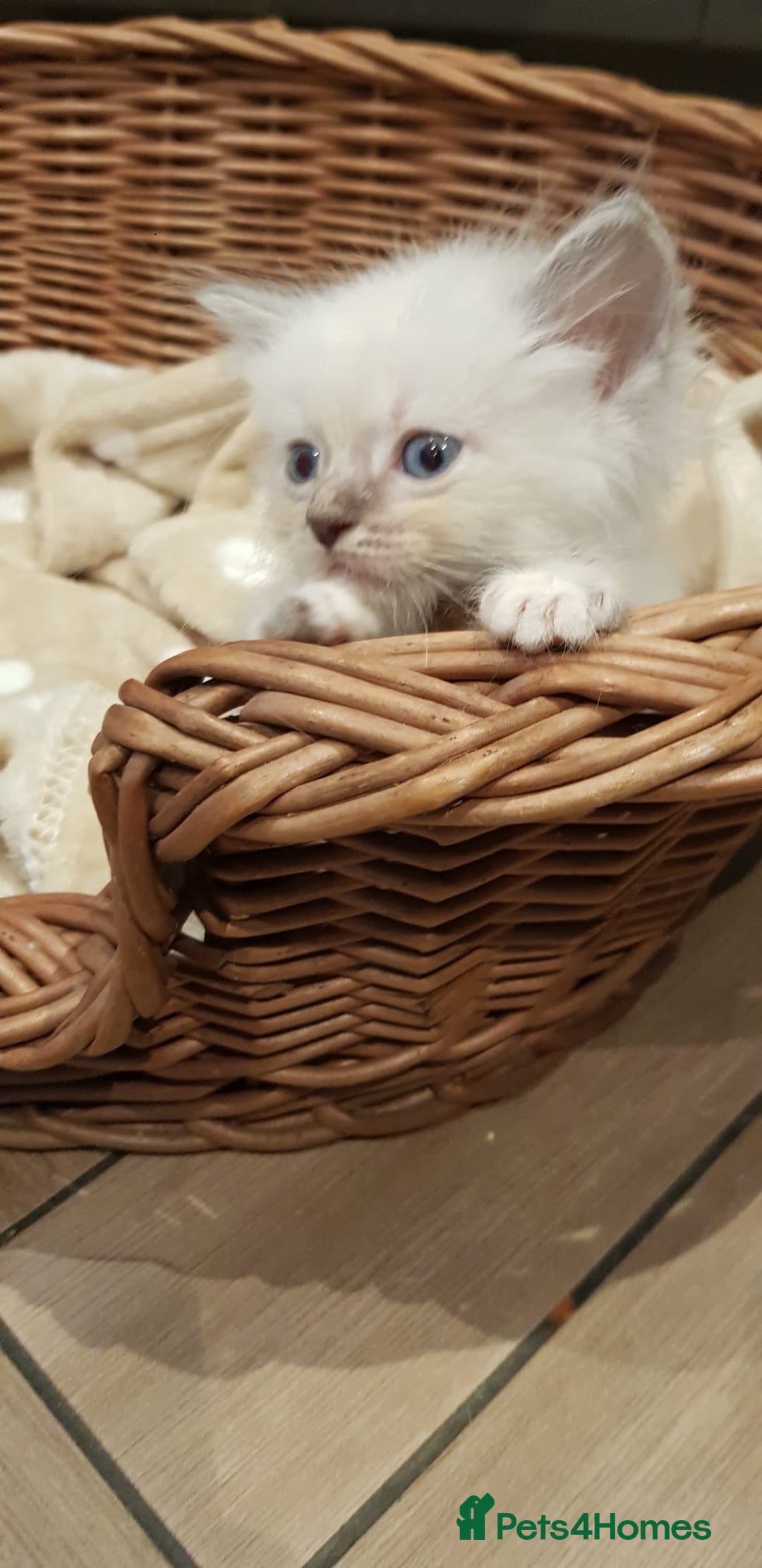 Siberian cats for sale: Hypoallergenic Siberian Neva Masquerade kittens. - Image 17