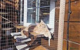 Maine Coon cats for sale: 1 Cream Boy Available. Ready Now.  - Image 10