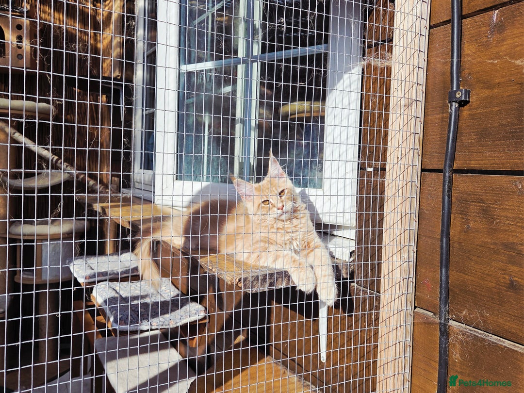Maine Coon cats for sale: 1 Cream Boy Available. Ready Now.  - Image 10