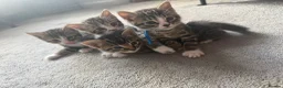 Bengal cats for sale: 4 x Beautiful Male Bengal Cross - Advert 24