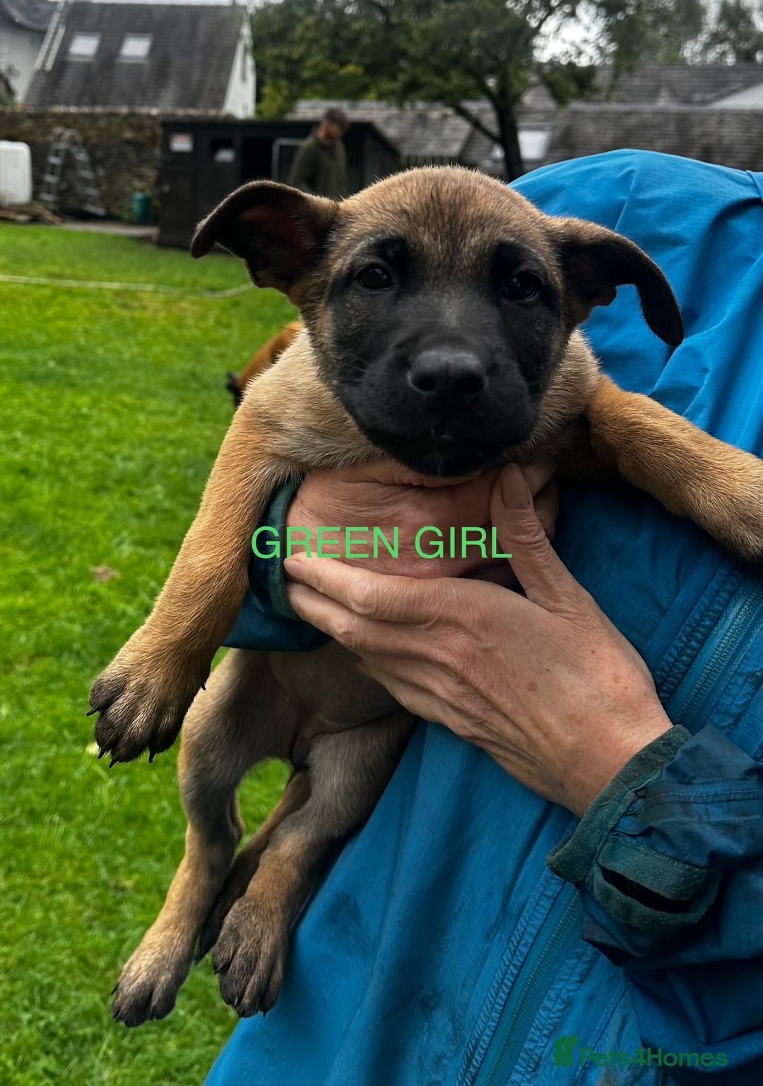 Mixed Breed dogs for sale: Dutch/Belgian malinois   - Image 10