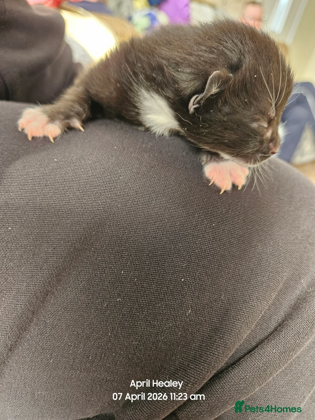 Mixed Breed cats for sale: Family kittys - Advert 6