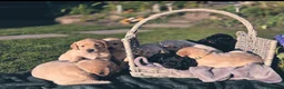Labrador Retriever dogs for sale: Labrador retrievers  in Chesterfield - Advert 7
