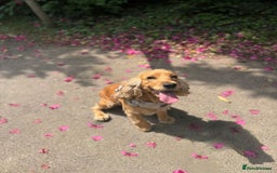 Cocker Spaniel dogs for sale: Lovely 3 year old Golden Cocker Spaniel  - Image 1