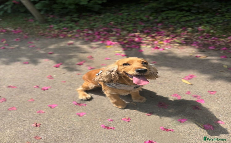 Cocker Spaniel dogs - Advert 16