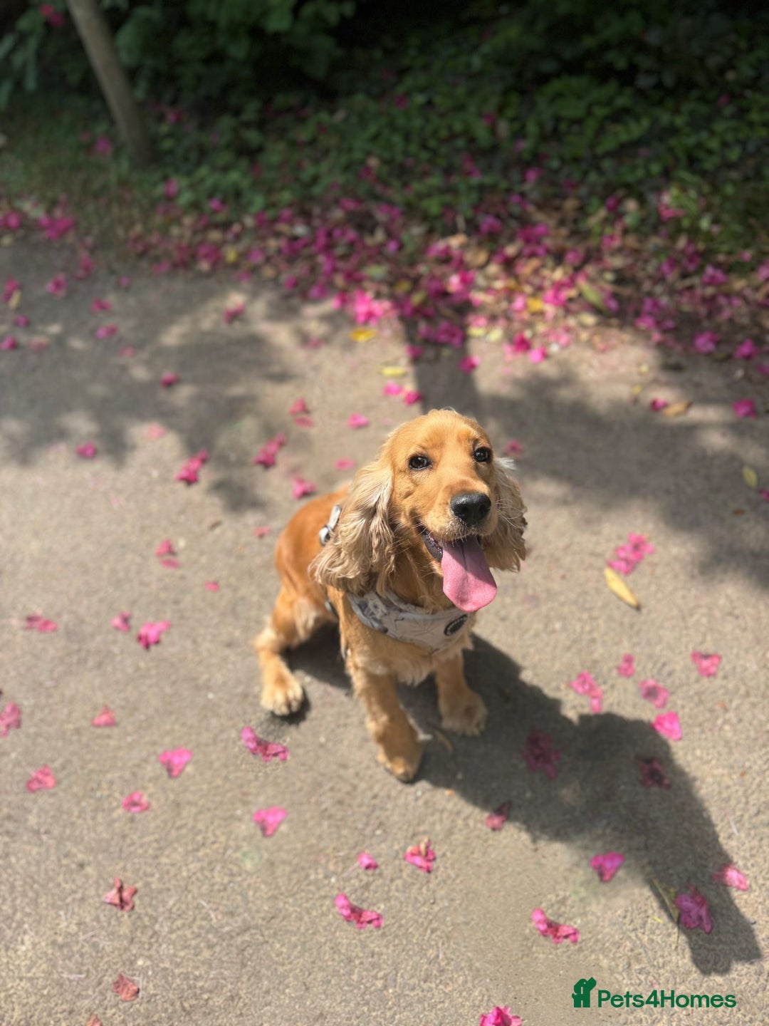 Cocker Spaniel dogs for sale: Lovely 3 year old Golden Cocker Spaniel  - Image 1