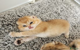 British Shorthair cats for sale: Tica reg Golden Shaded British shorthair kittens. - Image 28