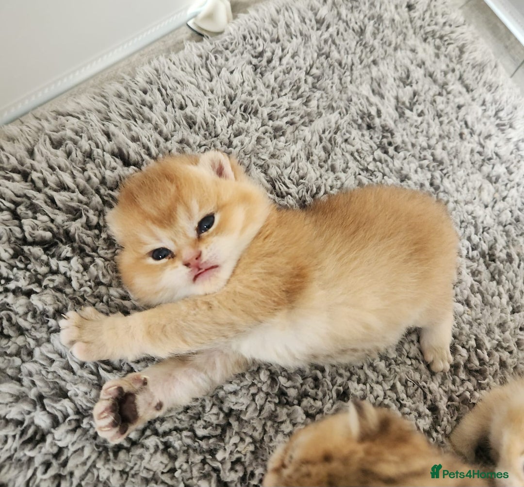 British Shorthair cats for sale: Tica reg Golden Shaded British shorthair kittens. - Image 28