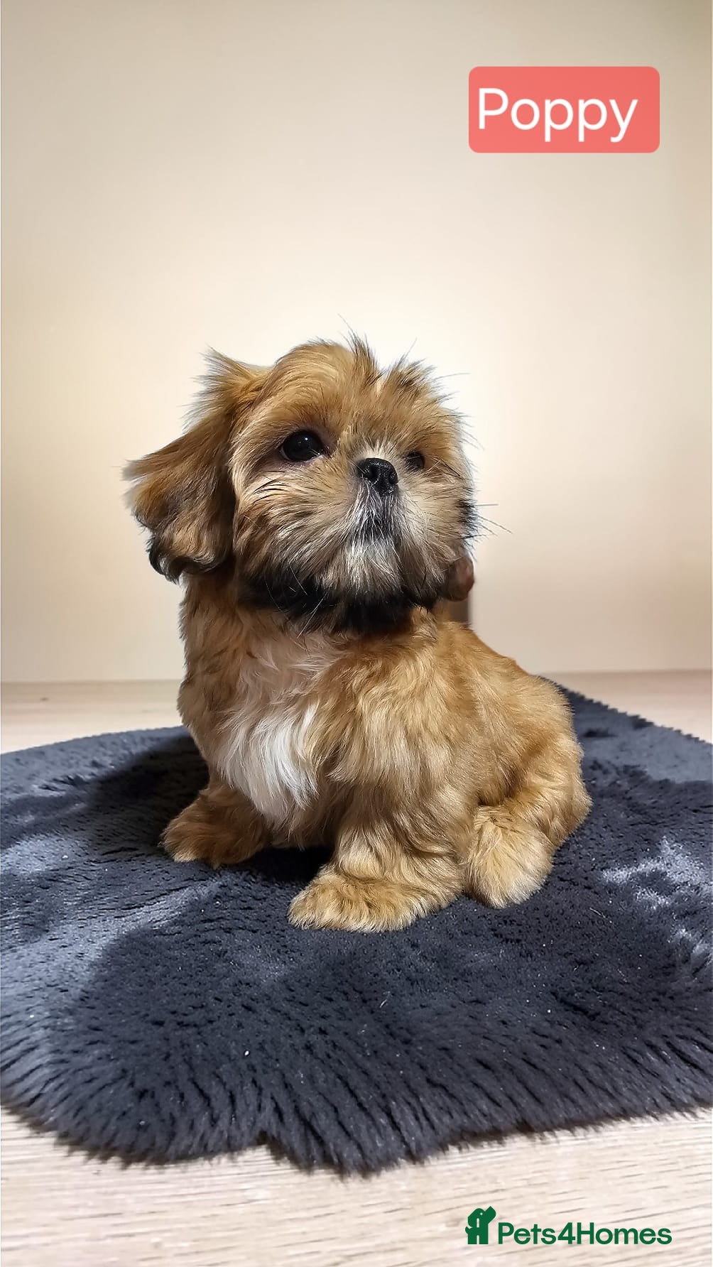 Shih Tzu dogs 💞 QUALITY STANDARD SHIH TZU 💞 - Advert 18