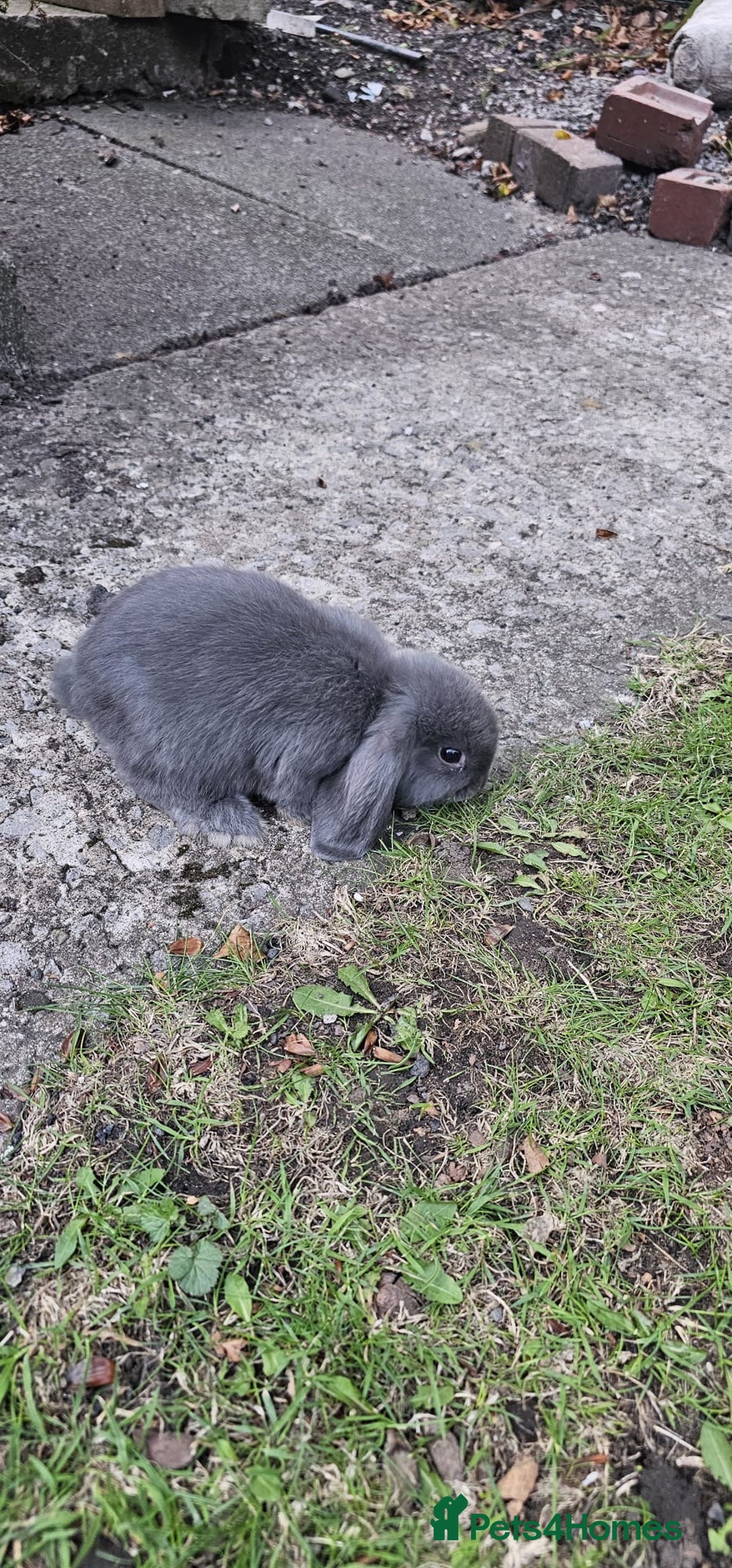 Mini Lion Lop rabbits for sale: Mini lop - Image 4