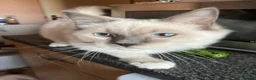 Ragdoll cats for sale: GCCF Registered Kittens - Advert 15