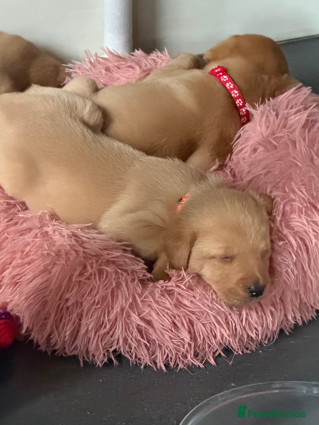 Labrador Retriever dogs for sale: ⭐️Beautiful Fox Red Labrador puppies ⭐️ - Advert 7