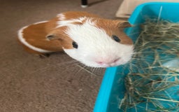 Guinea Pig rodents for sale: Ginger the Guinea Pig - Image 2