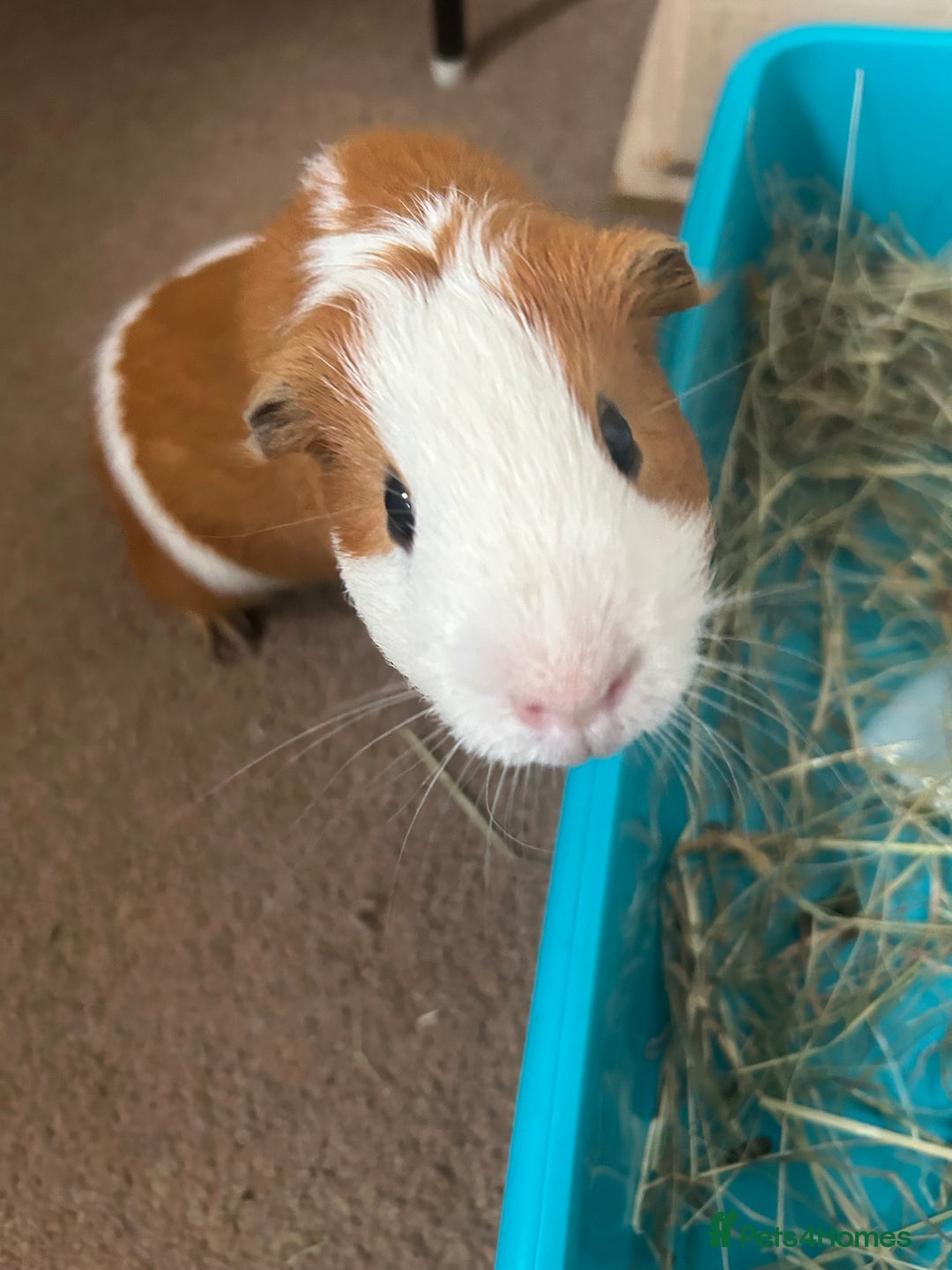 Guinea Pig rodents for sale: Ginger the Guinea Pig - Image 2