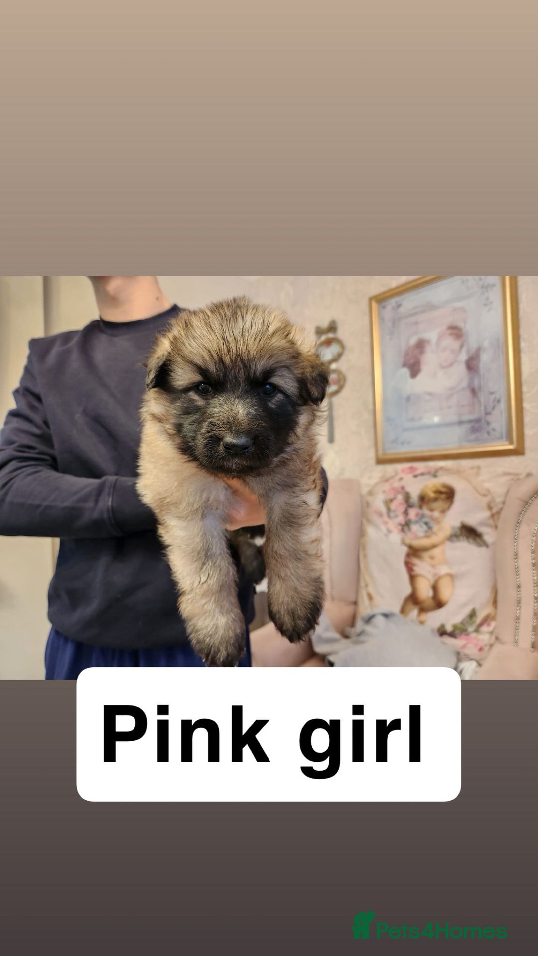 German Shepherd dogs for sale: Medium haired German shepherd pups  - Advert 3