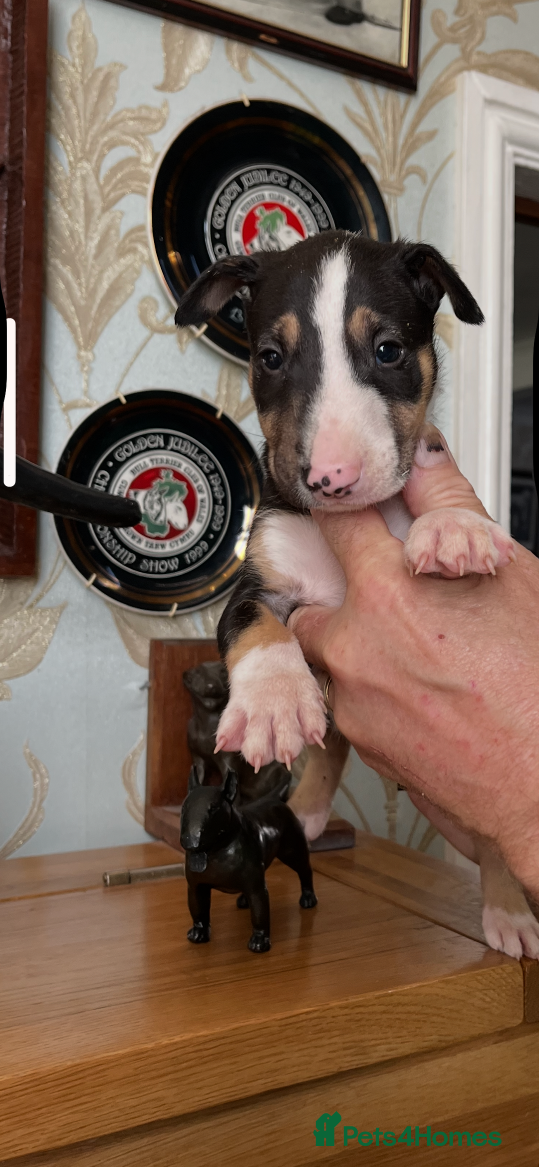 English Bull Terrier dogs for sale: English bulterrier puppies  - Image 7