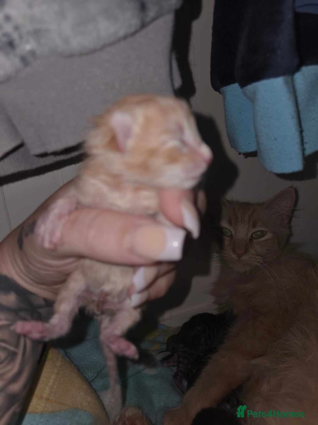 Mixed Breed cats for sale: Mixed breed kittens  - Image 5