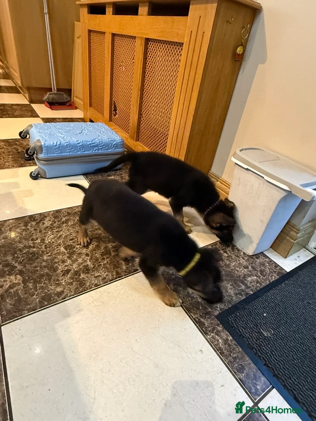 German Shepherd dogs for sale: German shepherd pups  in Omagh - Advert 7