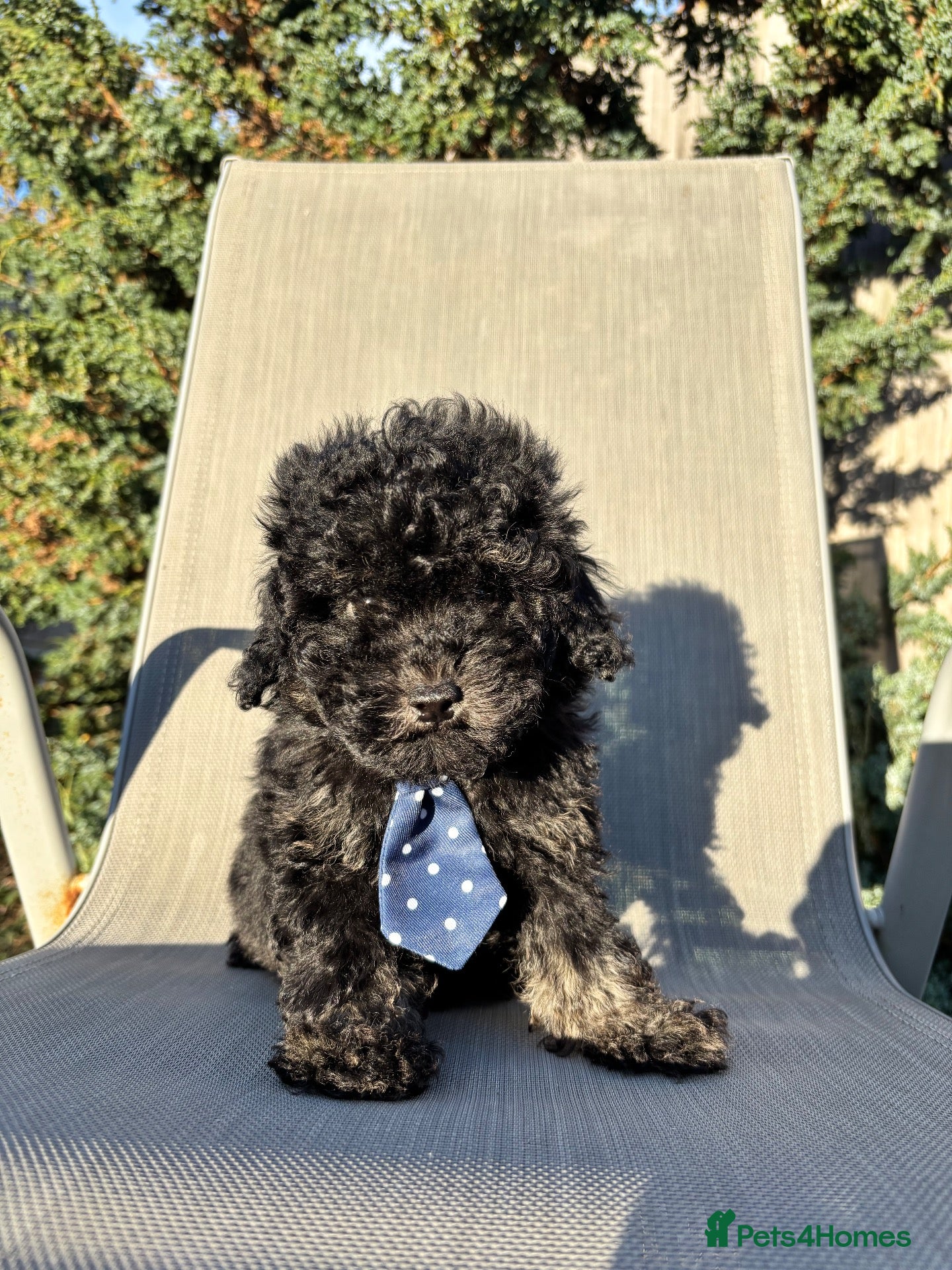 Cavapoo dogs 1 tiny boy still searching for his home - Advert 3
