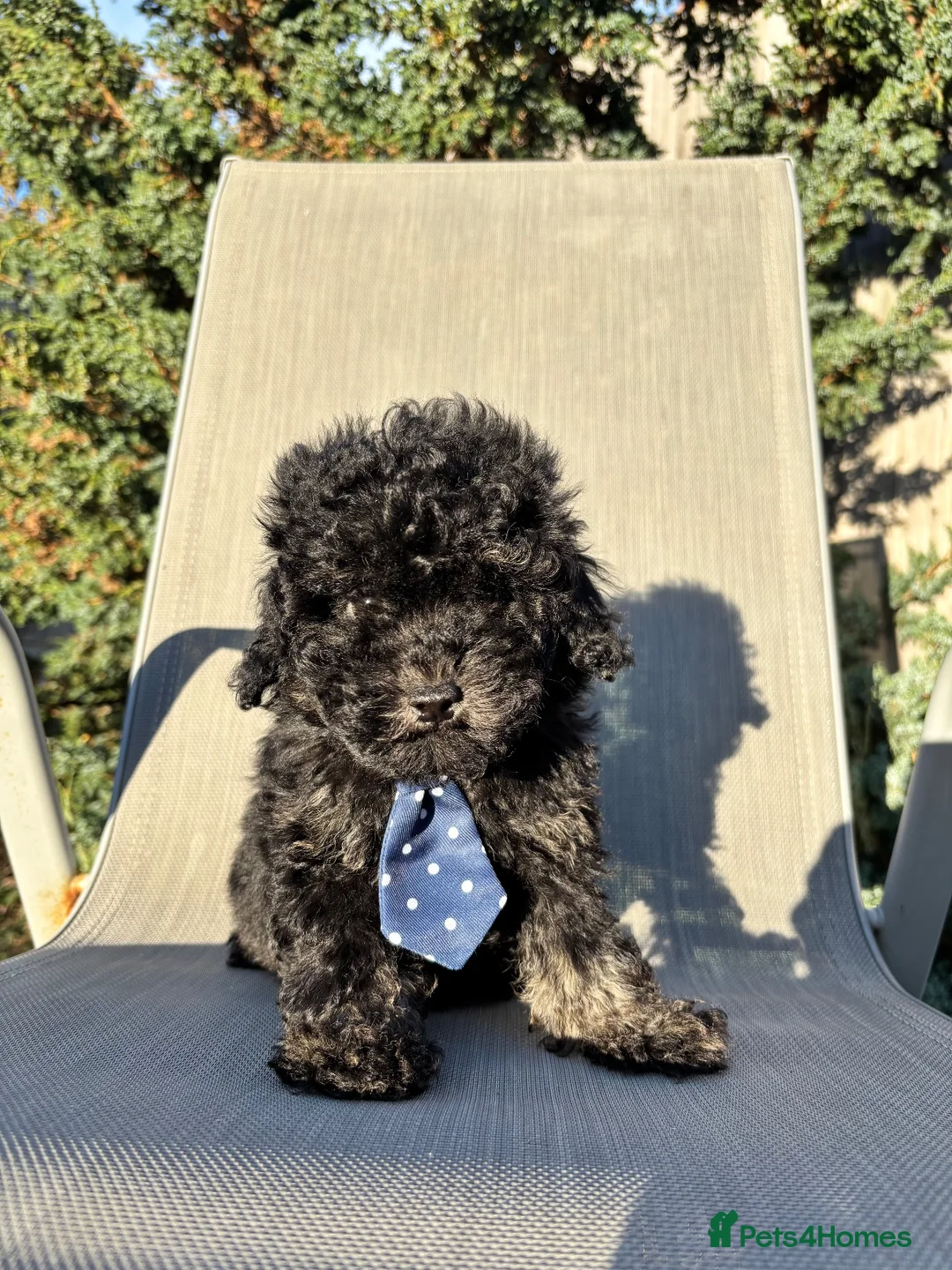 Cavapoo dogs for sale: 1 tiny boy still searching for his home - Advert 1