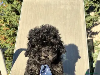 Cavapoo dogs 1 tiny boy still searching for his home - Advert 3