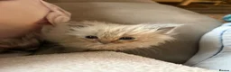Ragdoll cats for sale: Ragdoll kitten  - Advert 3