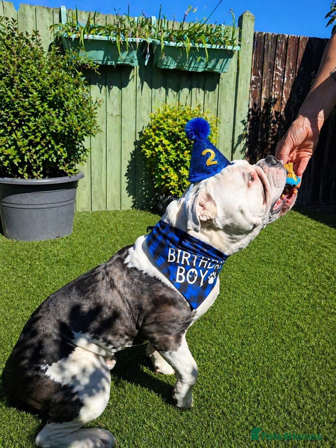 Dorset Olde Tyme Bulldogge dogs Olde Tyme Bulldog  - Advert 2