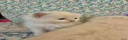 Ragdoll cats for sale: Ragdoll kittens in Blackburn - Advert 11