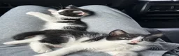 Domestic Shorthair cats for sale: 🐾Fluffy black and white kittens🐾 - Advert 39