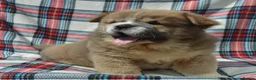 Chow Chow dogs for sale: beautiful smooth and rough coat chow babies - Advert 8