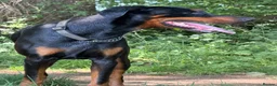 Dobermann dogs for sale: KC Registered Doberman Puppies 🐾 - Advert 2
