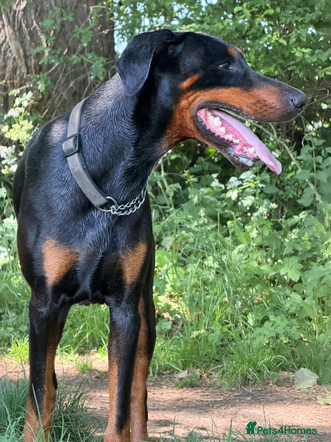Dobermann dogs for sale: KC Registered Doberman Puppies 🐾 - Advert 2