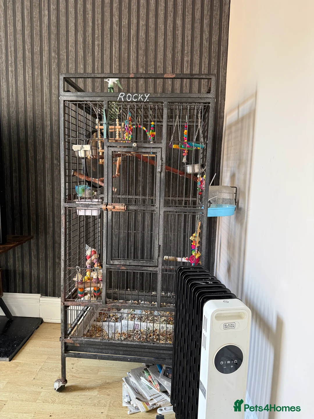 Conures birds for sale: Need to rehome in Hornsea - Advert 4