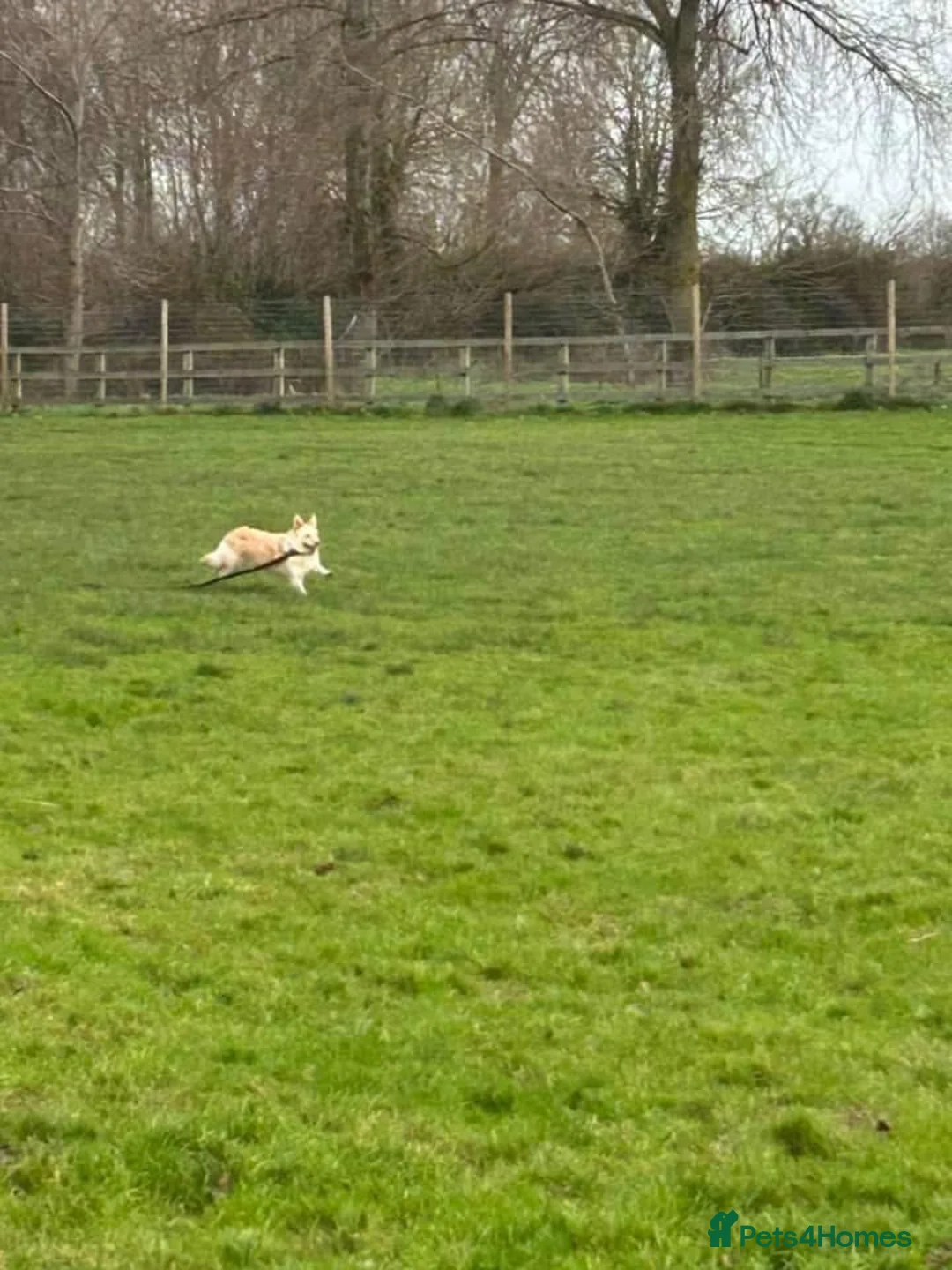 Mixed Breed dogs for adoption: Winnie - Norwich Norfolk  in Norwich - Advert 16