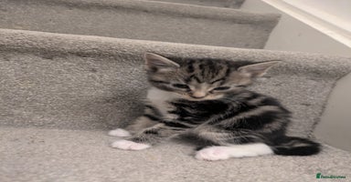 Mixed Breed cats - Advert 2