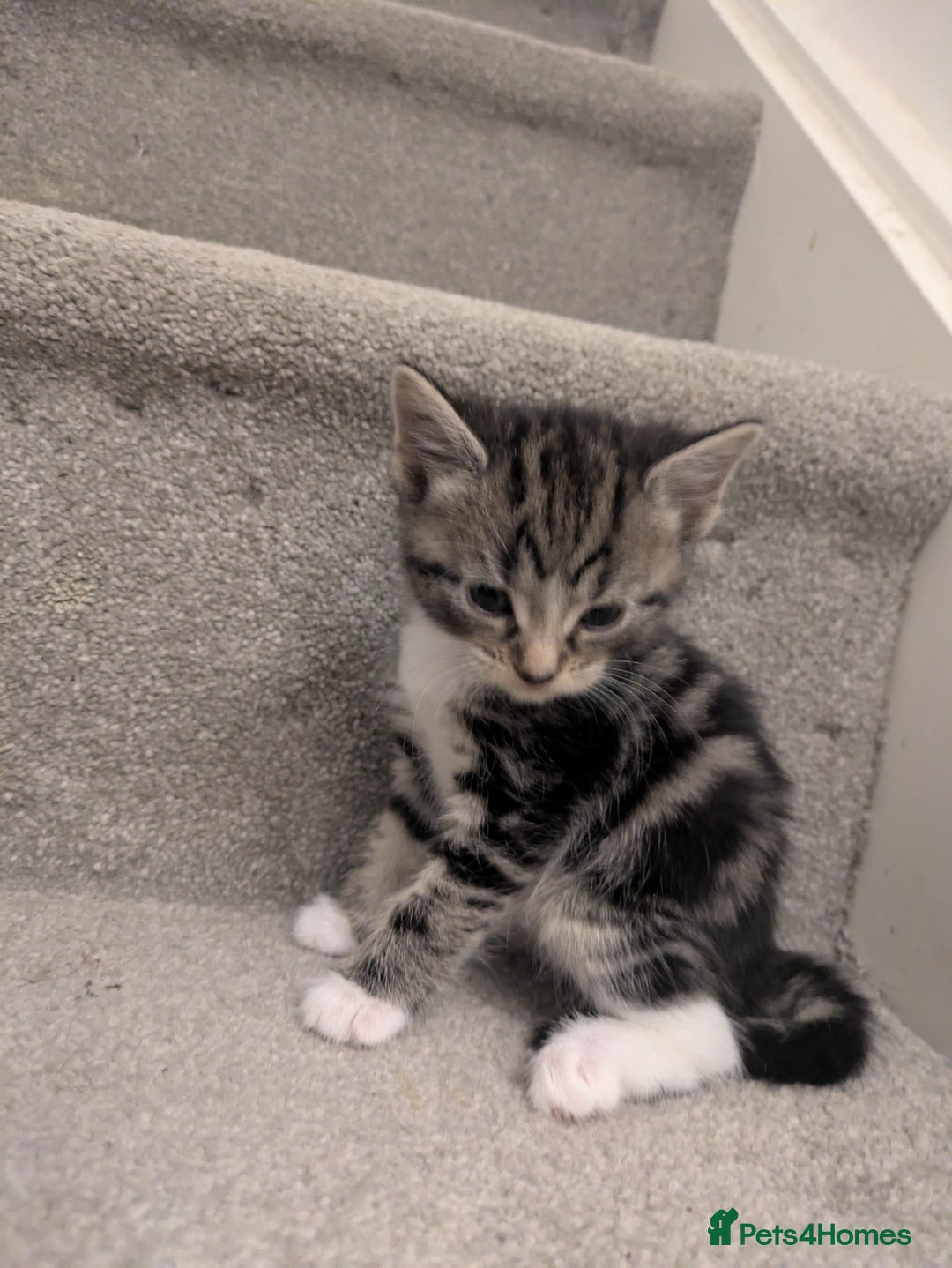 Mixed Breed cats for sale: Adorable kittens looking for a forever home - Image 2